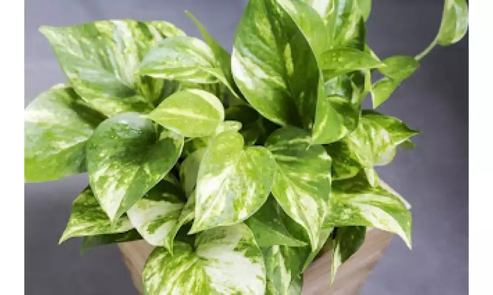 Money plant